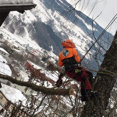 Trefelling vinter